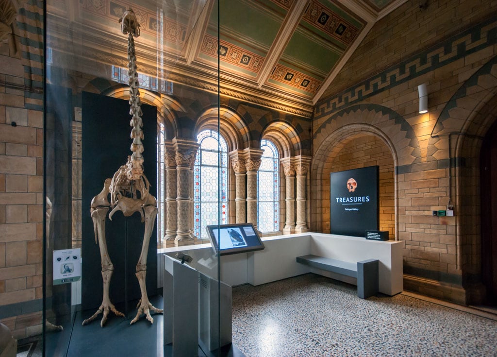 Giant Moa Natural History Museum London Inexhibit