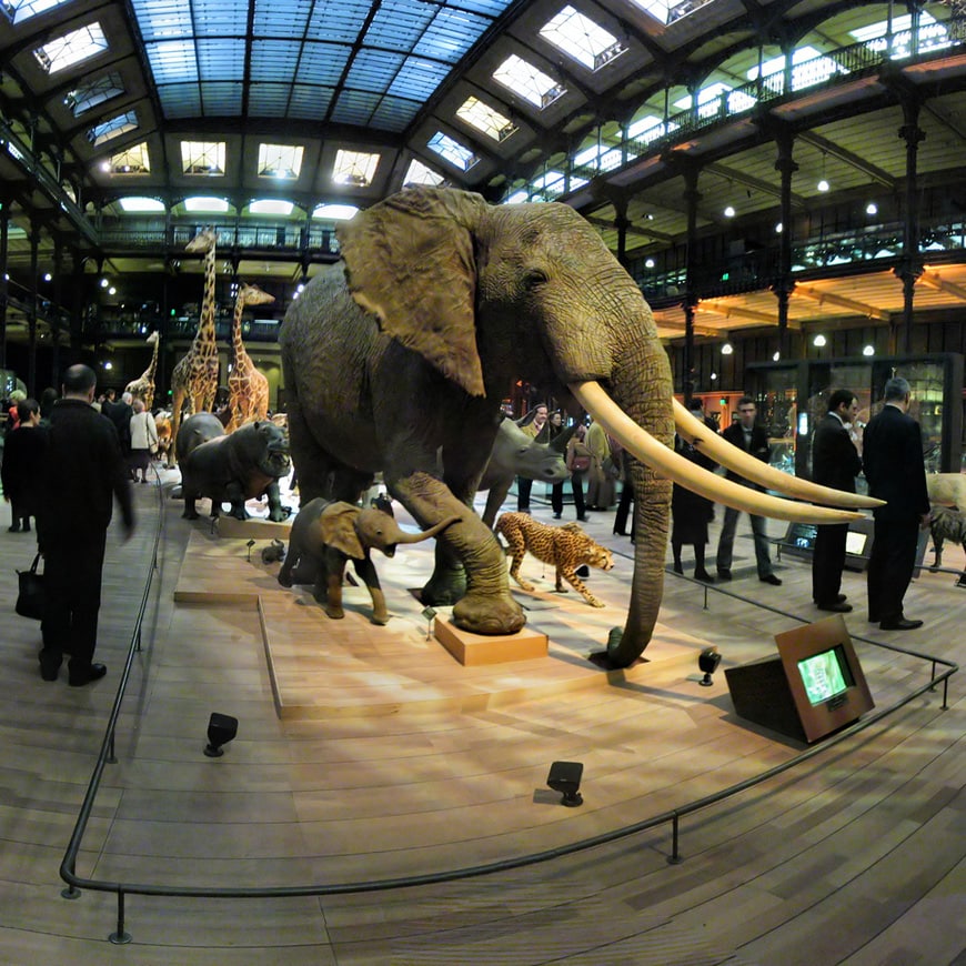 Museo di Storia Naturale di Parigi Jardin des Plantes Grande Galleria Evoluzione