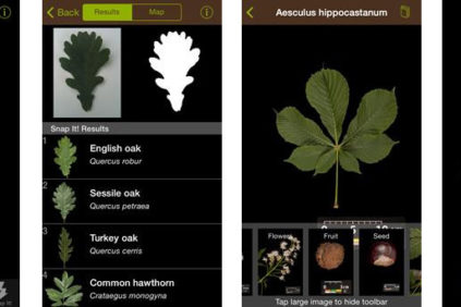 London | NHM – Leafsnap UK: the Tree Identification App
