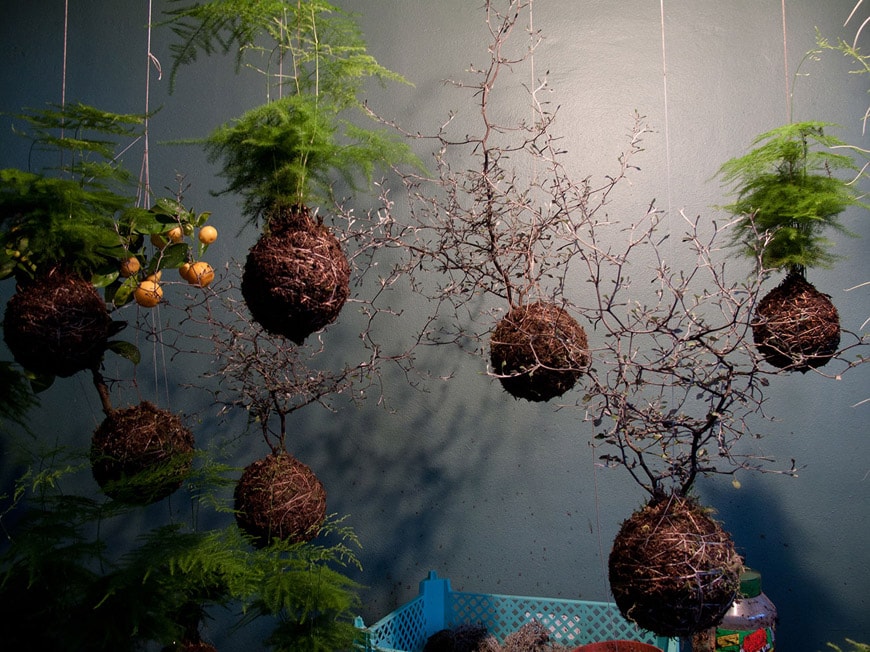 Interior Garden Design Hanging And Vertical Gardens Inexhibit