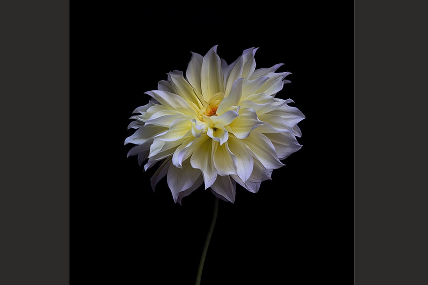 Dahlia I photo Bianchini