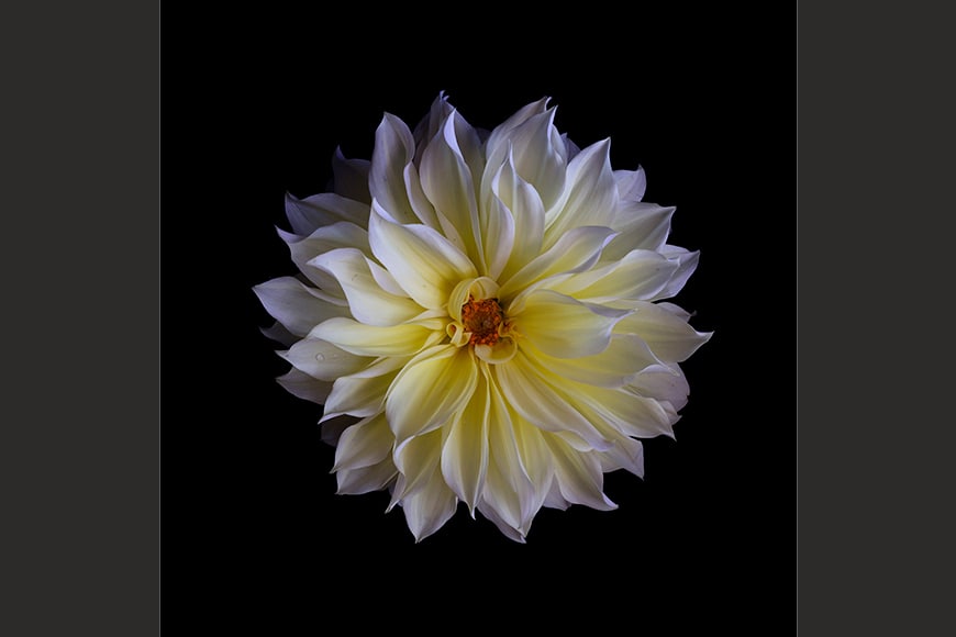 Dahlia II photo Bianchini 2