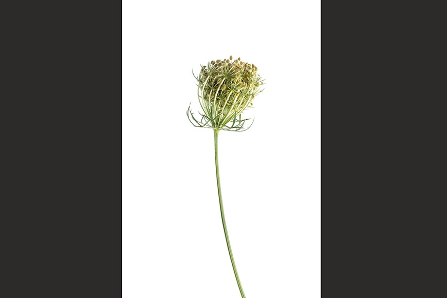 Daucus carota, Wild carrot umbel II Riccardo Bianchini botanical photography