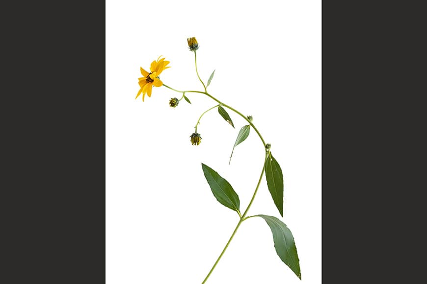 Helianthus tuberosus, Jerusalem Artichoke fine-art photo Bianchini