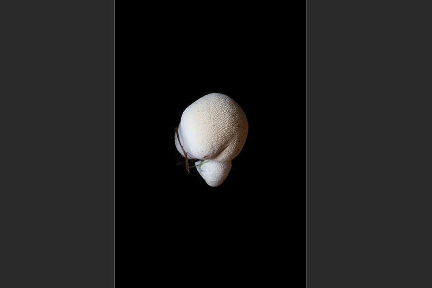 Lycoperdon perlatum, common puffball mushroom photo Bianchini