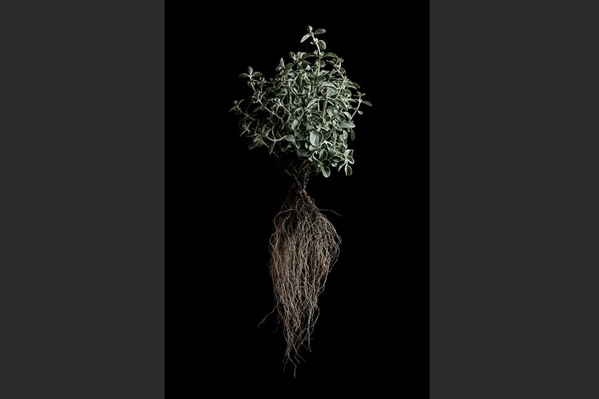 Marjoram roots photo Bianchini