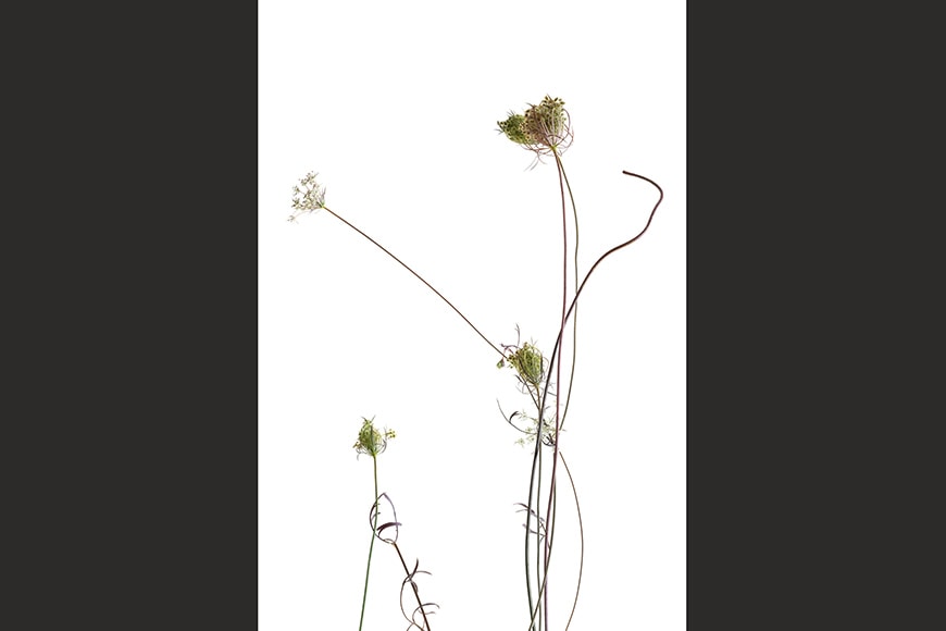Wild carrot plant Bianchini botanical photography