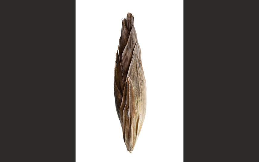Zea mays, Maize cob Riccardo Bianchini botanical photography