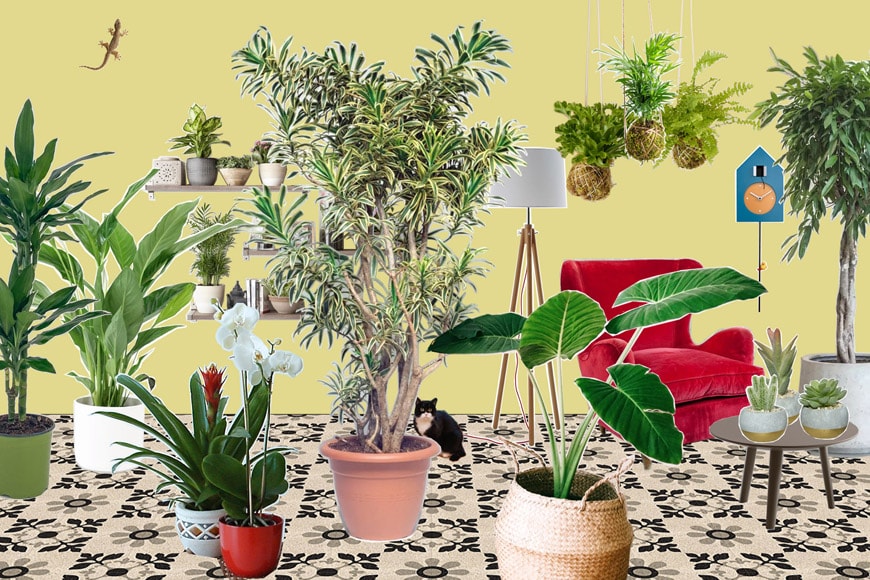 Houseplants Inside? Now What? - The Great Big Greenhouse Gardening Blog