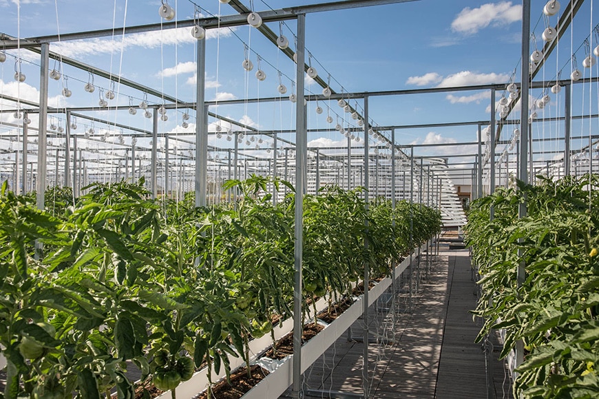 NU-Paris, world's largest rooftop urban farm, raised hydroponic beds 4