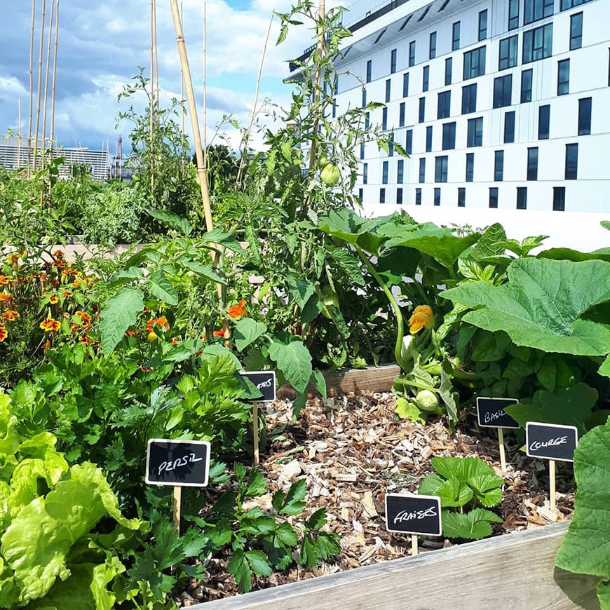 NU-Paris, world's largest rooftop urban farm, vegetables 1